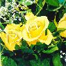 Iberflora 4